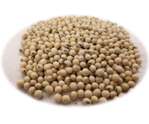 GMO Soya Beans